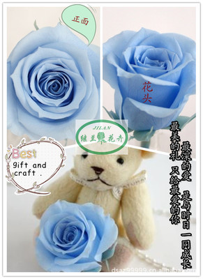 全球暢銷，廠家直銷——昆明鄭繼蘭花卉優(yōu)質(zhì)保鮮花花材批發(fā)與零售
